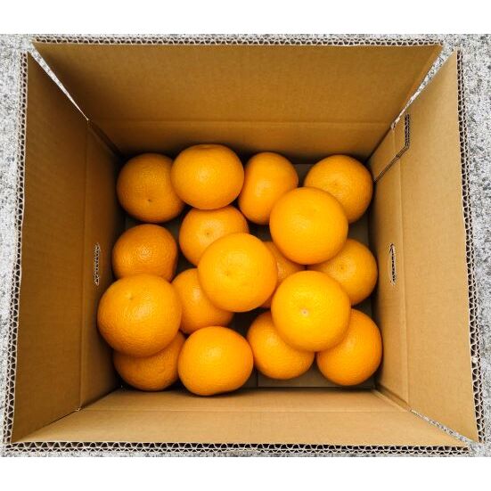 写真：木成り完熟はっさく