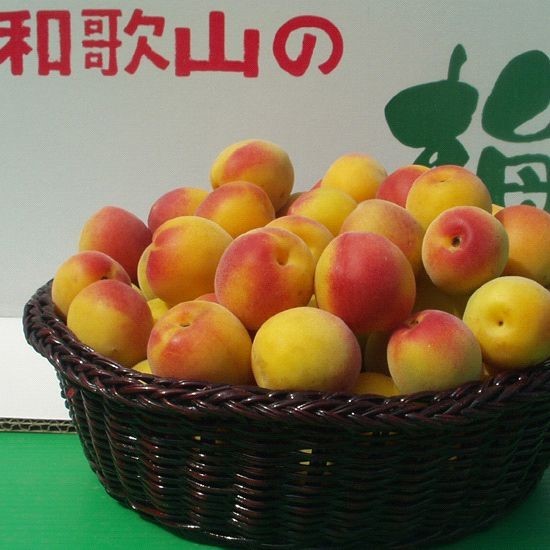 写真：南高梅