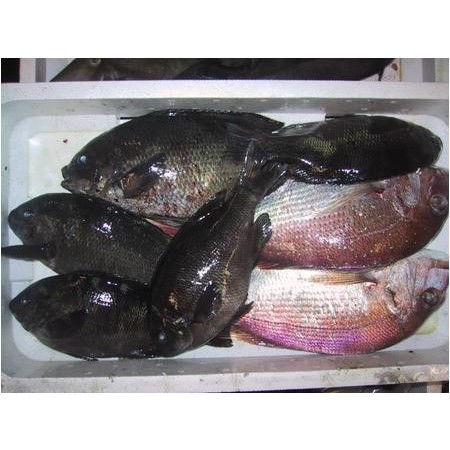 写真：地魚各種