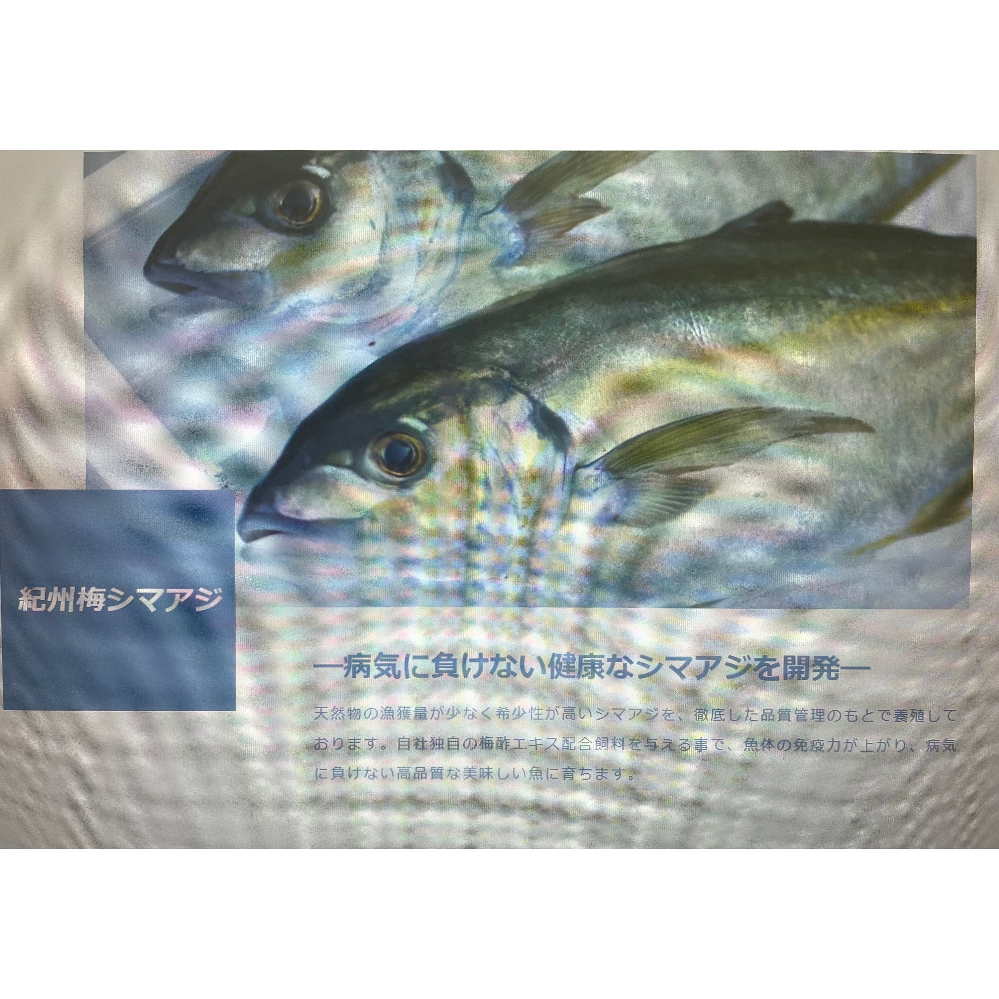 写真：紀州梅しまあじ