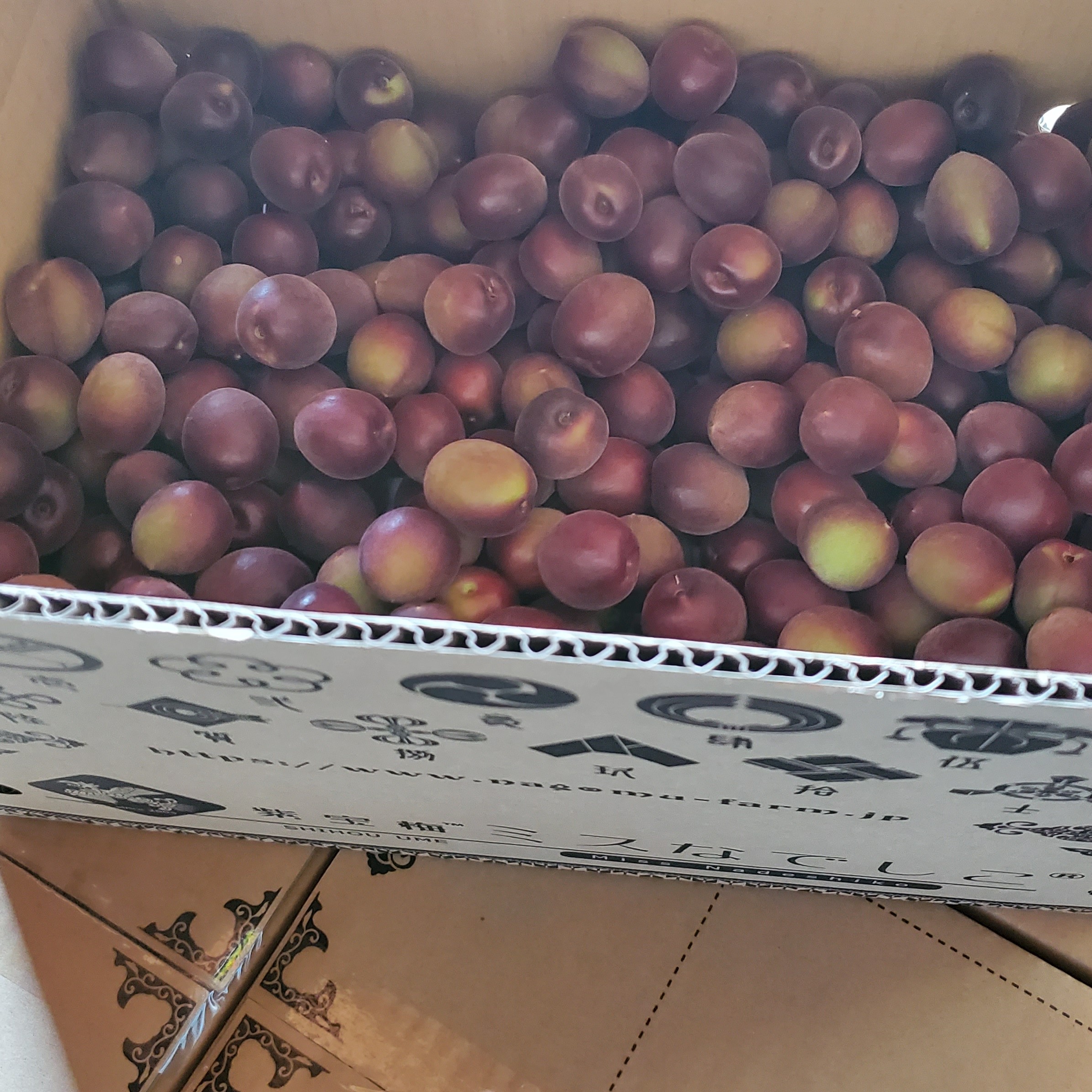写真：紫宝梅『ミスなでしこⓇ』【４kg】