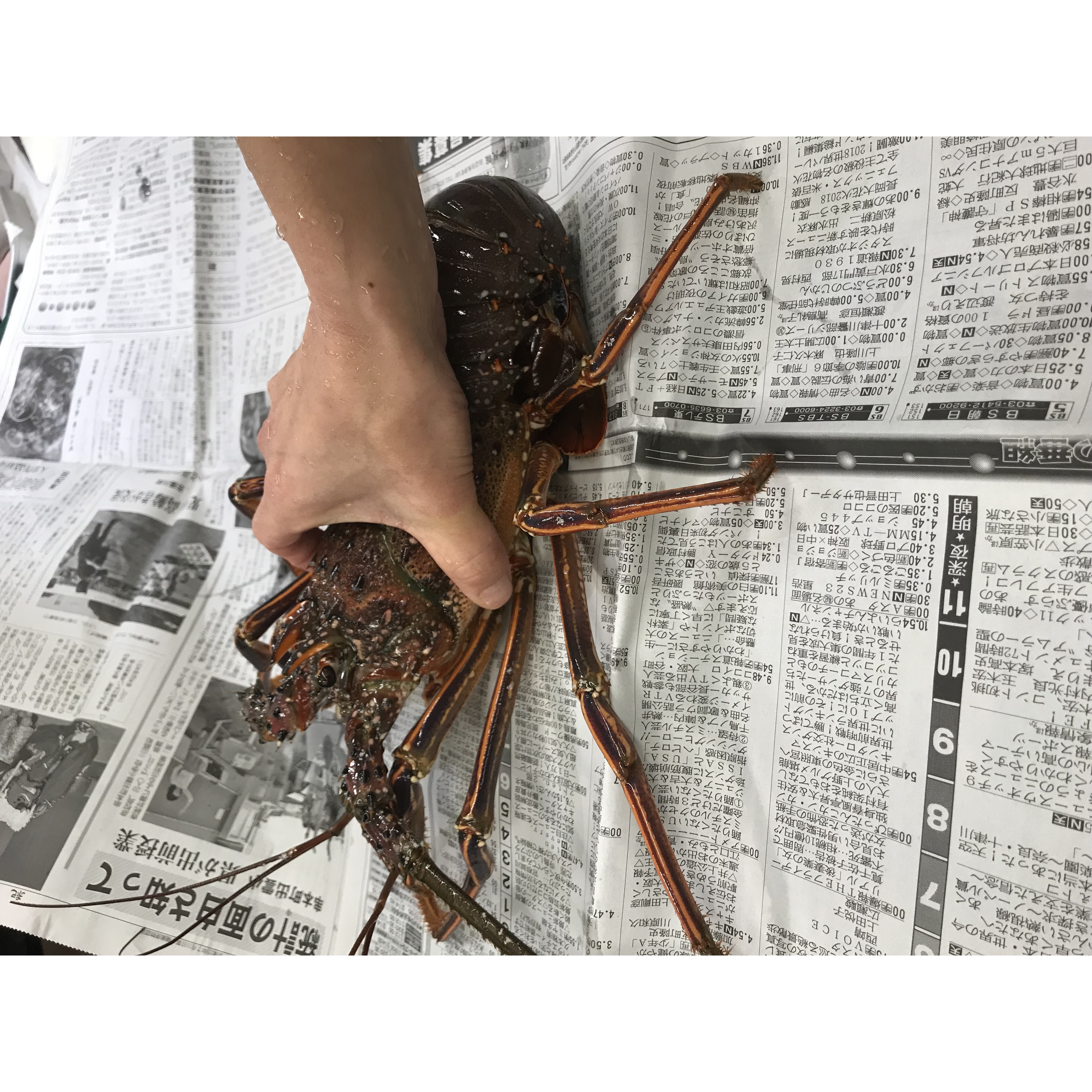 写真：活伊勢海老