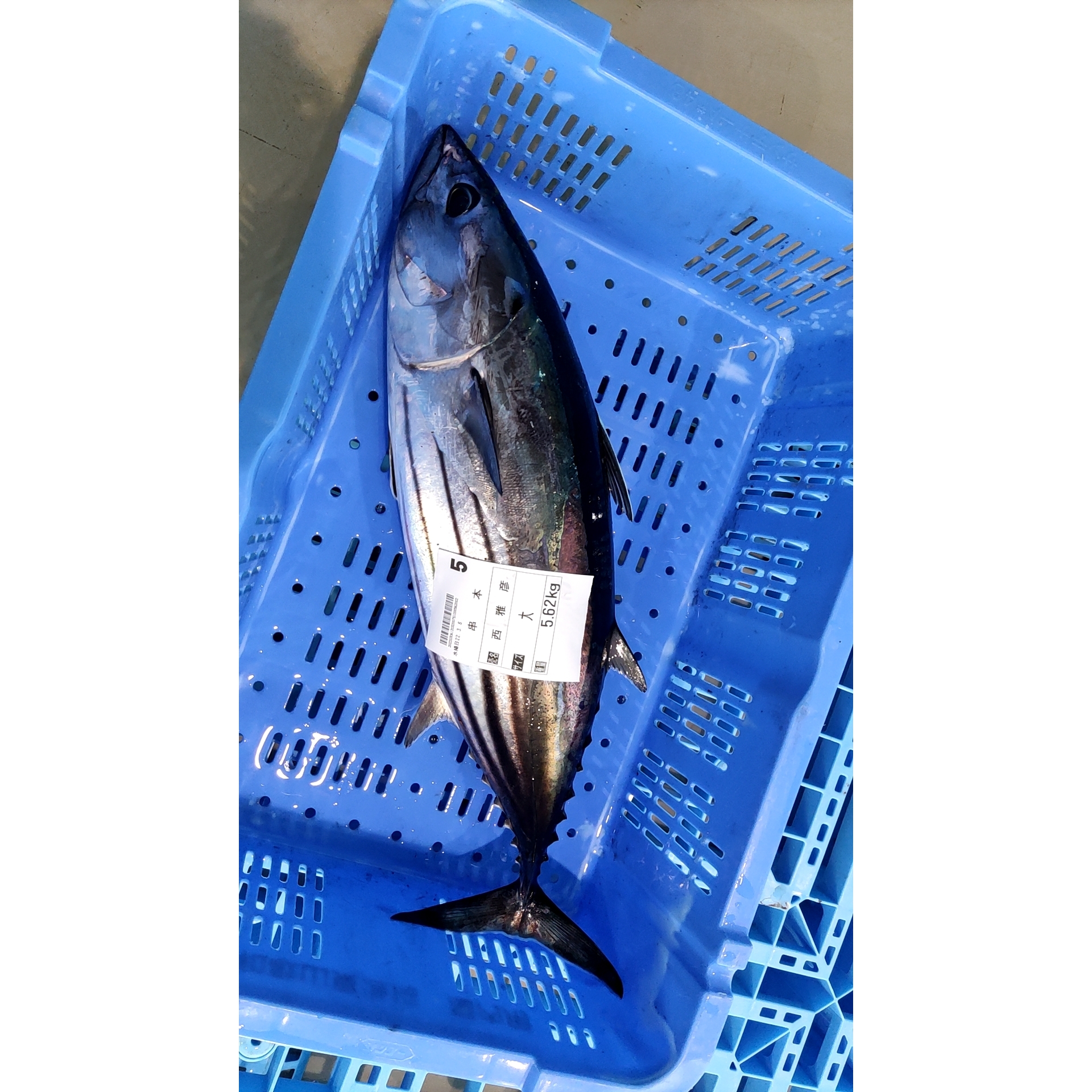 写真：鮮魚全般